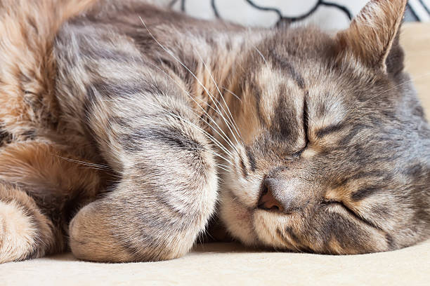 istock Portait of sleeping cat 493086184