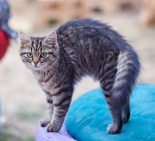 灰色の猫の屈伸彼のバック ストックフォト