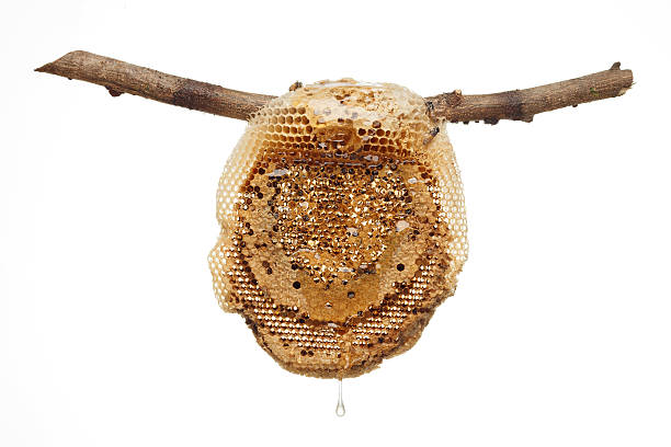 istock honeycomb sweet fresh golden white background 493088826