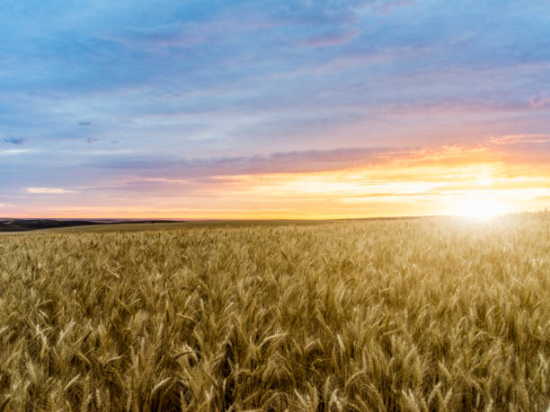 istock wheat field in sunset, Palouse, WA, USA 493089010