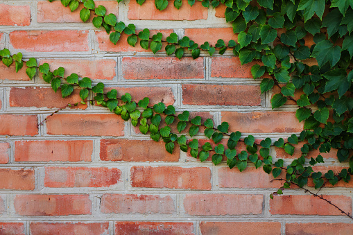 background of a brick wall with ivy vines
