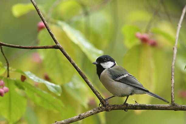 istock Japanese great tit on the branch of tree 493108232