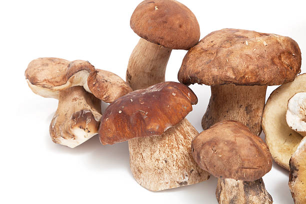 istock Beautiful cut mushrooms on white background 493108356