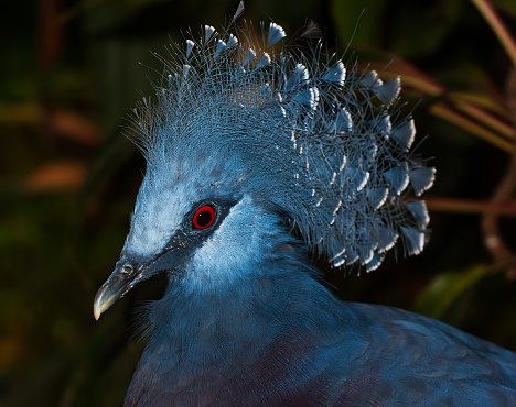 vistoria crowned pigeon portrait