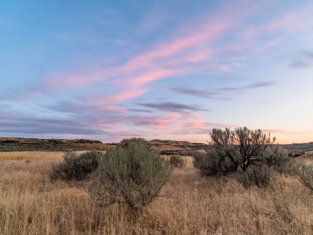 istock wheat field in sunset, Palouse, WA, USA 493108772