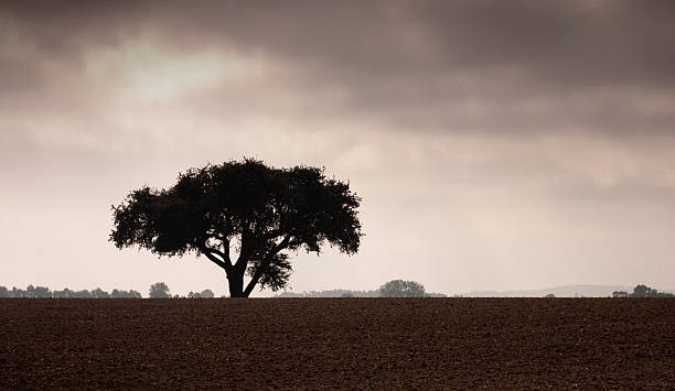 istock Lonely tree silhouette on field under cloudy sky in Mecklenburg 493109660