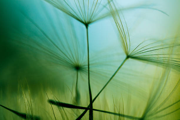 Macro dandelion seed Silhouettes of dandelion seeds floating on the breeze against a pastel colored sky. pappus stock pictures, royalty-free photos & images