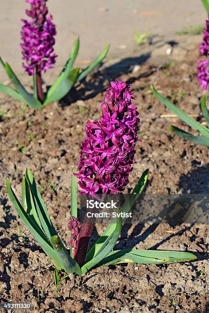 Flower Hyacinth Closeup Stock Photo - Download Image Now - 2015, Asparagus, Beauty