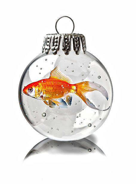 Goldfish In a Christmas Ornament