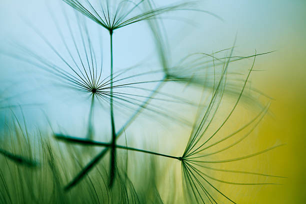 macro semilla de diente de león - plant macro studio shot outdoors fotografías e imágenes de stock