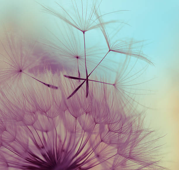 Macro dandelion seed Silhouettes of dandelion seeds floating on the breeze against a pastel colored sky. The sky is blue at the top and fades to yellow and finally purple at the bottom. pappus stock pictures, royalty-free photos & images