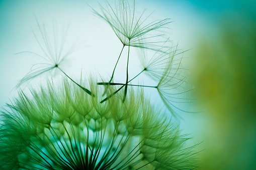 Dandelion blowballs in the field