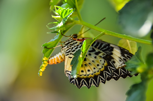 Butterfly Breeding, Butterfly laying eggs on green leaf