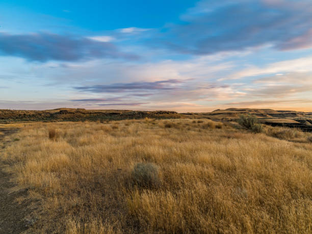istock wheat field in sunset, Palouse, WA, USA 493112594