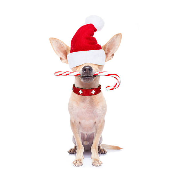 istock christmas dog as  santa claus 493114026