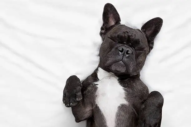 Photo of dog sleeping  in bed