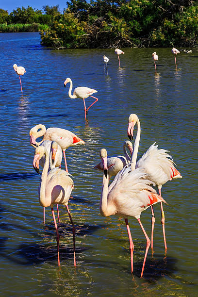 istock Exotic birds standing in Rhone Delta 493115324