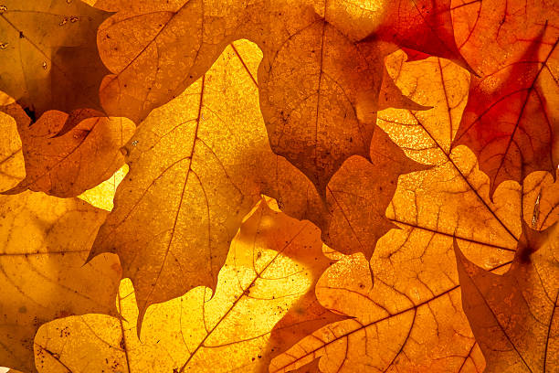 istock Bright autumn leaves 493115386