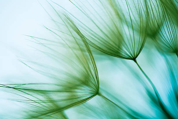 マクロタンポポの種子 - flower macro plant nature ストックフォトと画像