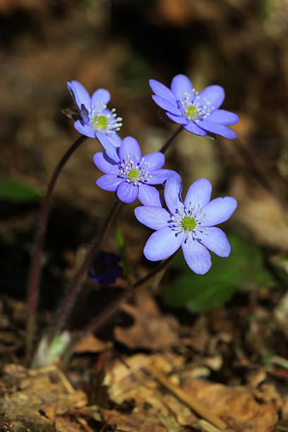 istock Wild forest snowdrops flowers Hepatica closeup 493116848