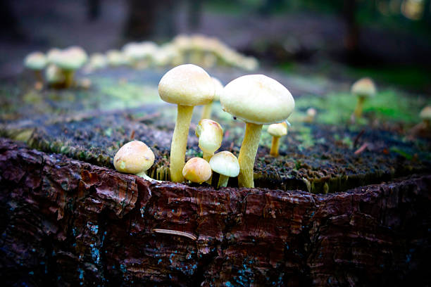 cèpes dans la forêt. - tine photos et images de collection