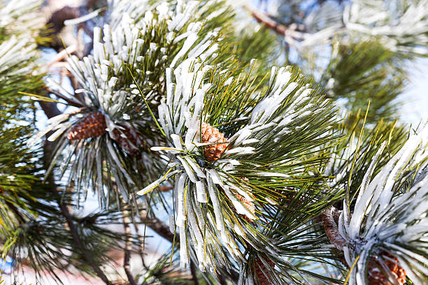 istock Snow and iced pine trees on sunny winter day. 493119708