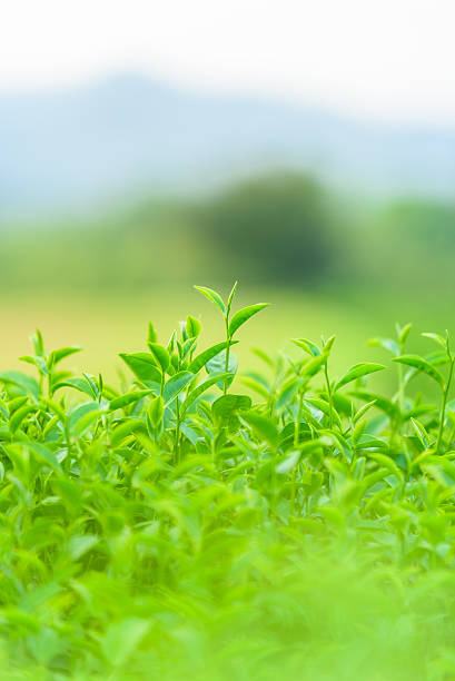 istock Green tea and fresh leaves 493120048