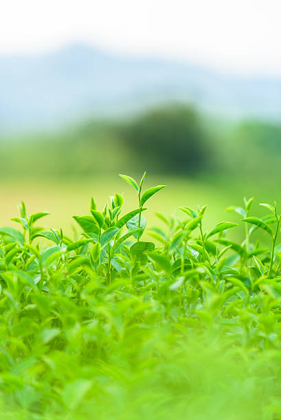 istock Green tea and fresh leaves 493120182
