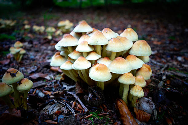 famille de champignons - tine photos et images de collection