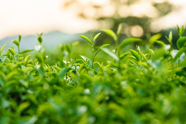 istock Green tea and fresh leaves 493120604