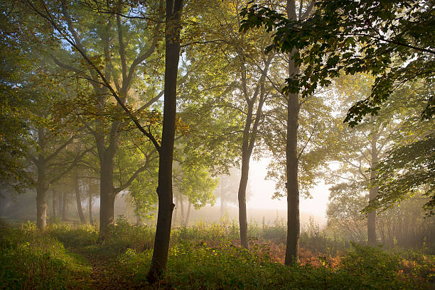 istock Sunbeams on Footpath through Autumn Forest with Leafs Changing Color 493120716