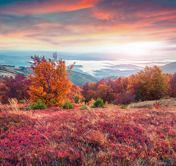 istock Fantastic colors autumn landscape in the Carpathian mountains. 493149474