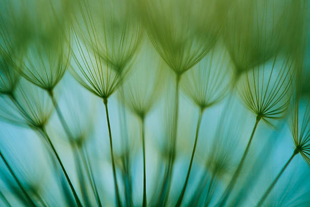 макро семя одуванчика - nature abstract flower blue стоковые фото и изображения