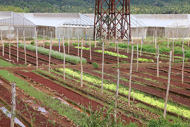 istock Agriculture in Cuba 493150502