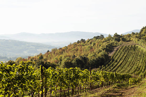 istock Vineyard in the morning 493151350