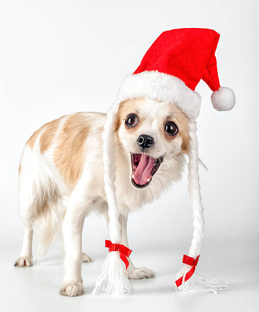 heureux chihuahua chien avec un chapeau de père noël pour noël design de la carte - bow pets small velvet photos et images de collection