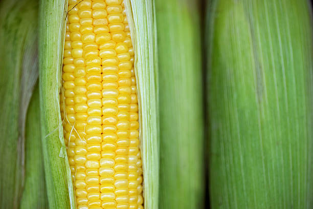 istock Grains of ripe corn 493154304