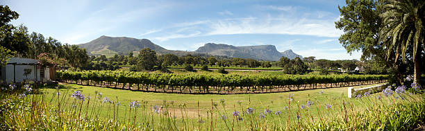 istock Wine estate in Cape Town with Mt Table 493155264