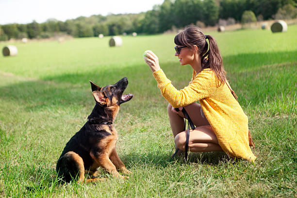Fun and enjoy sport training with a Continental bulldogg. Owner and dog in the park while working