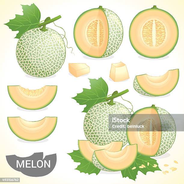 Set Of Cantaloupe Melon Fruit In Various Styles Vector Format Stock Illustration - Download Image Now
