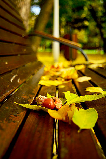 acorns and leaves on a bench in the park in an autumn day