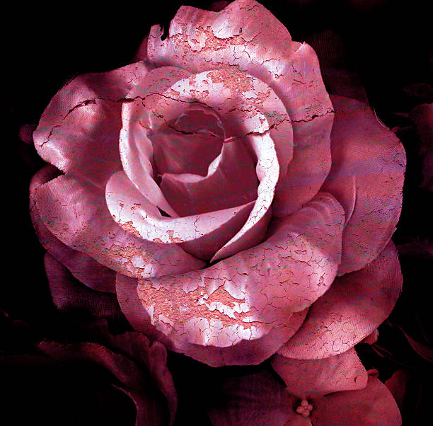 istock Cracked flower, old rose, art dark tone. 493157684