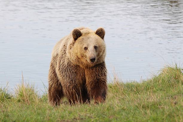 istock Brown bear in the nature 493157798