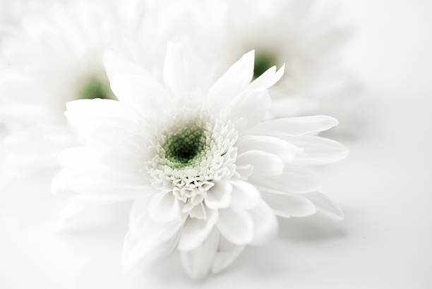 istock beautiful chrysanthemum, Vintage tone 493158616