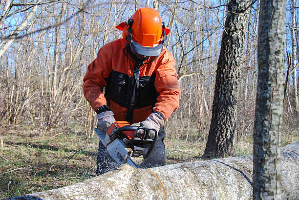Lumberjack with chainsaw stock photo