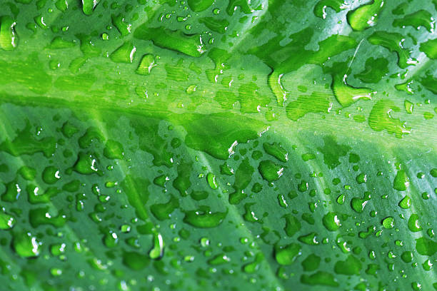istock Water droplets on a green leaf. 493160092