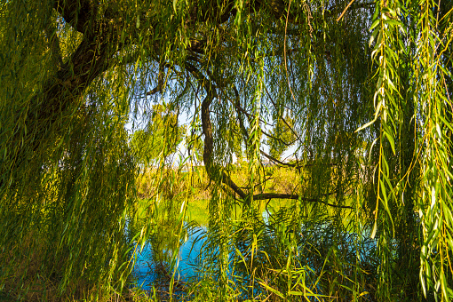 Among the willows.  Sunny autumn day  like spring.
