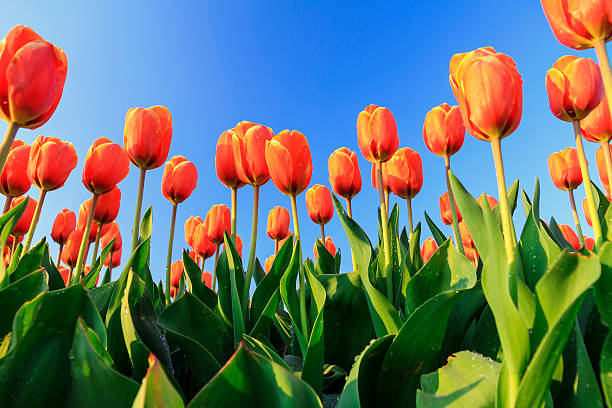 Orange tulips blue sky Beautiful close up of orange tulips in the Netherlands in spring against a blue sky flevoland photos stock pictures, royalty-free photos & images