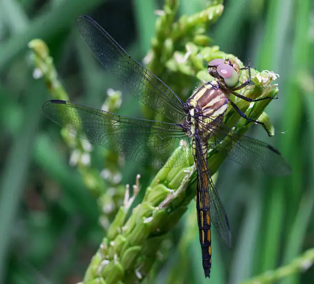 Photo of Dragonfly