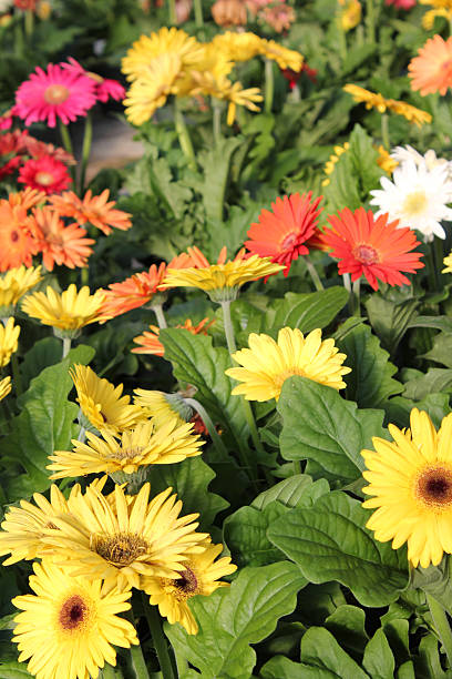 istock Beautiful, colorful daisies 493162524